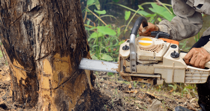 Bigs Tree Removal & Landscaping - Tree Services in Hawkesbury, Ontario